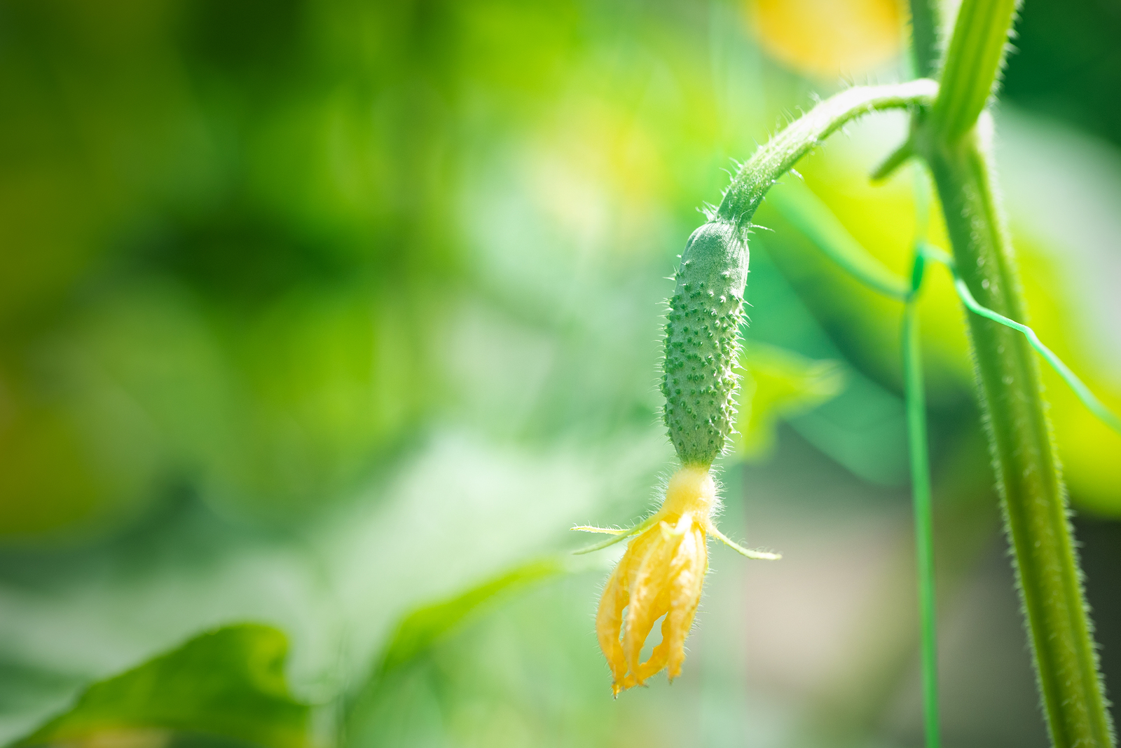 Cucumber fruit developing