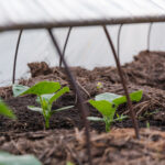 Cucumber seedlings