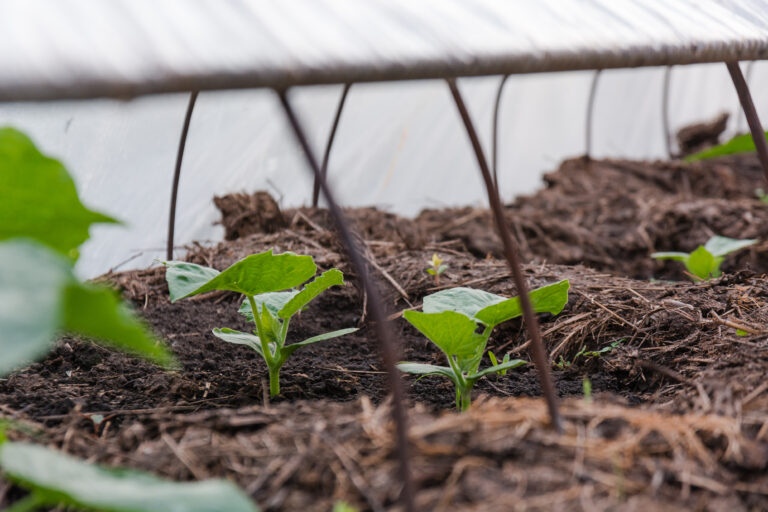 Cucumber seedlings