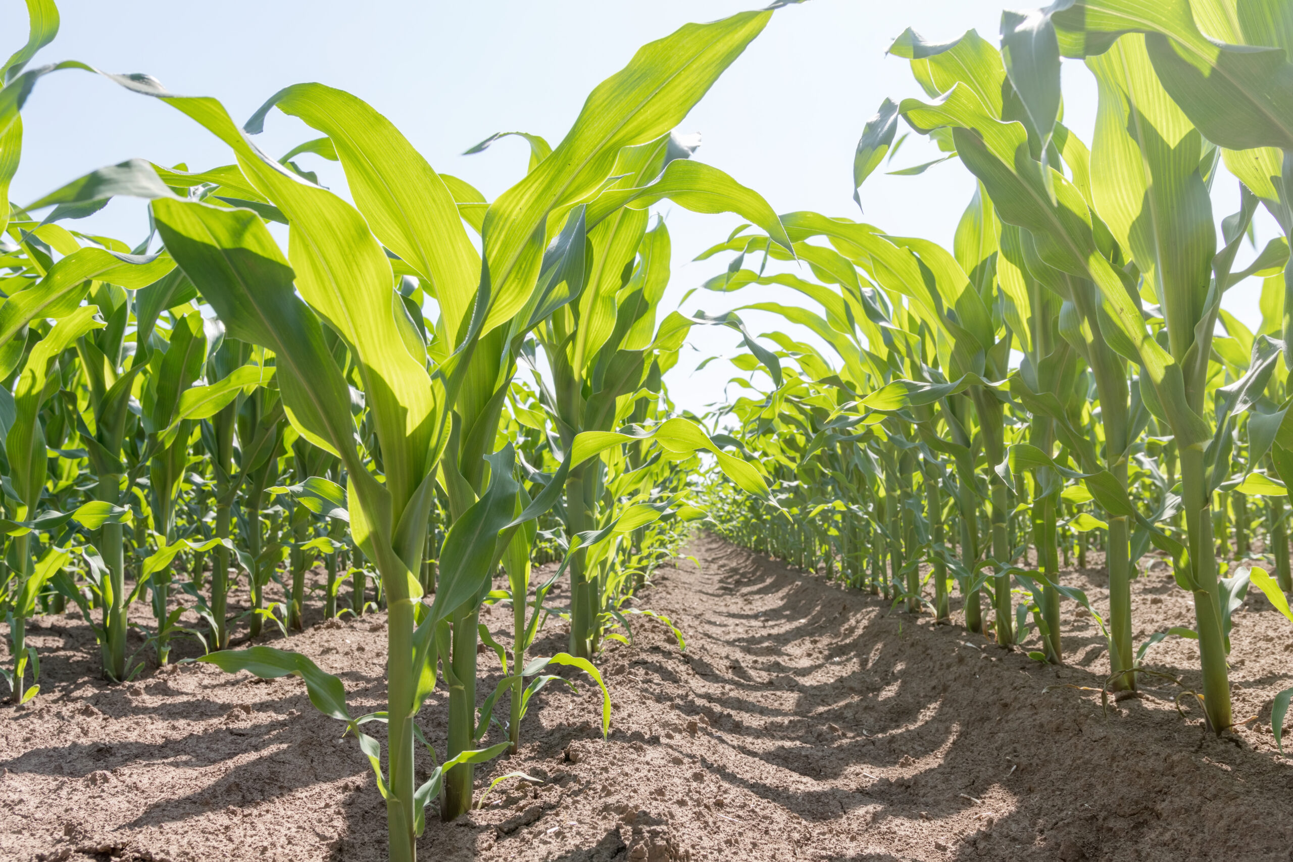 Hilling corn can prevent lodging