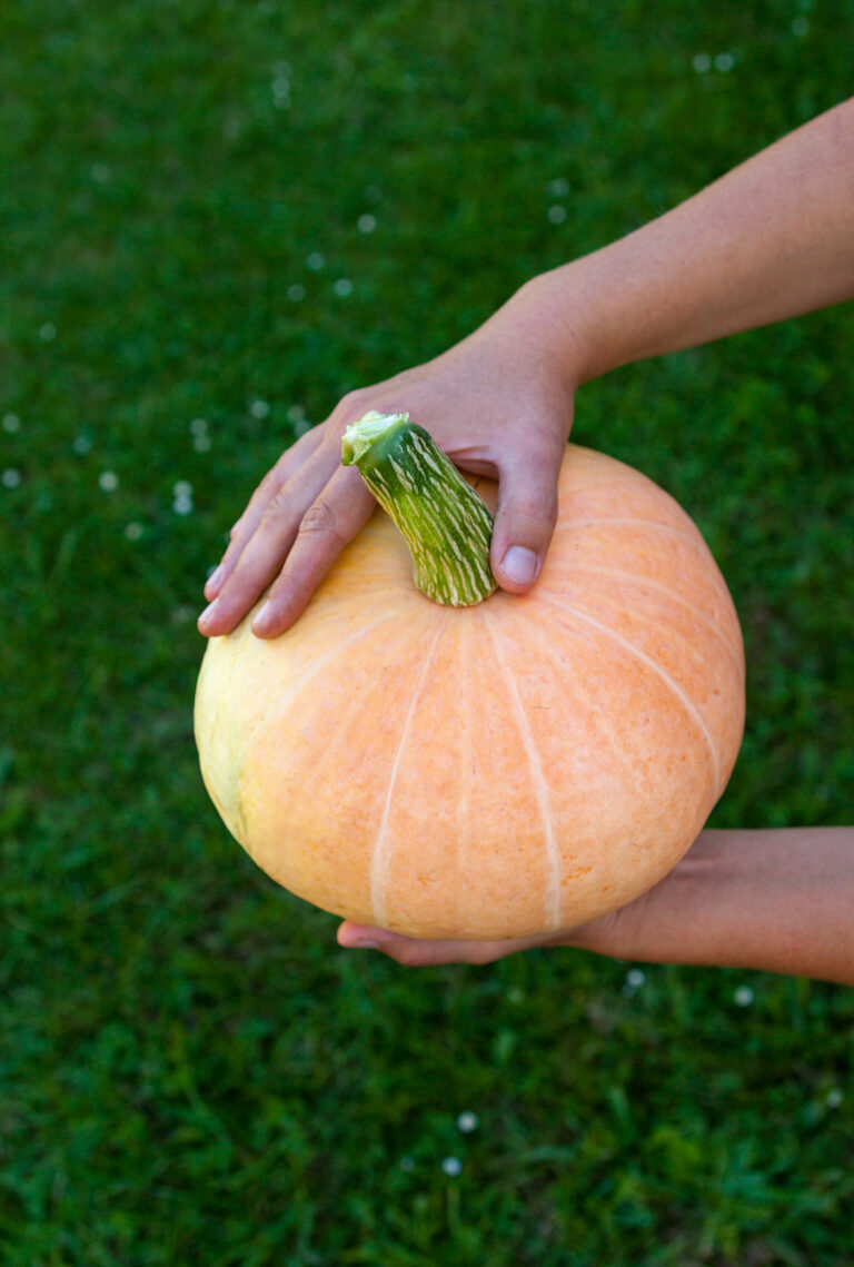 Small pumpkin variety