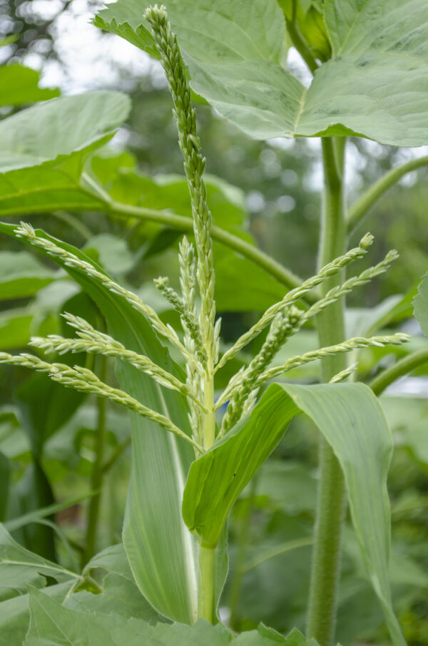 Sweet Corn Pollination: Natural and Hand-Pollination Tips