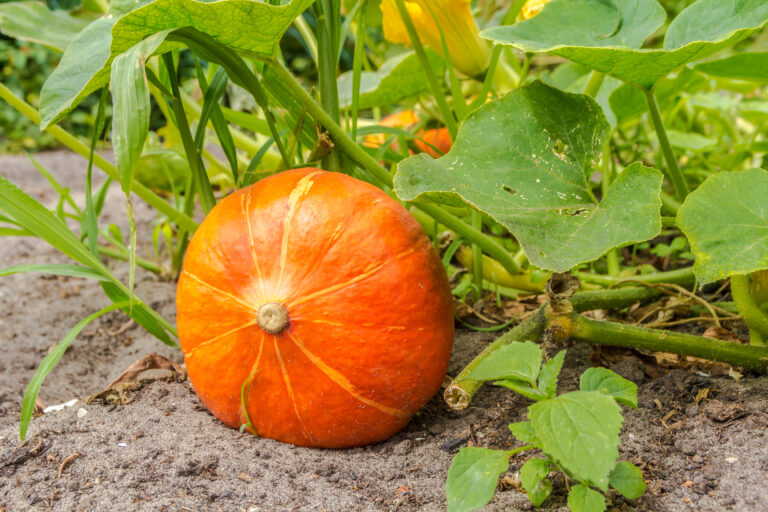 ripe pumpkins growing in outdoor garden ready for harvest