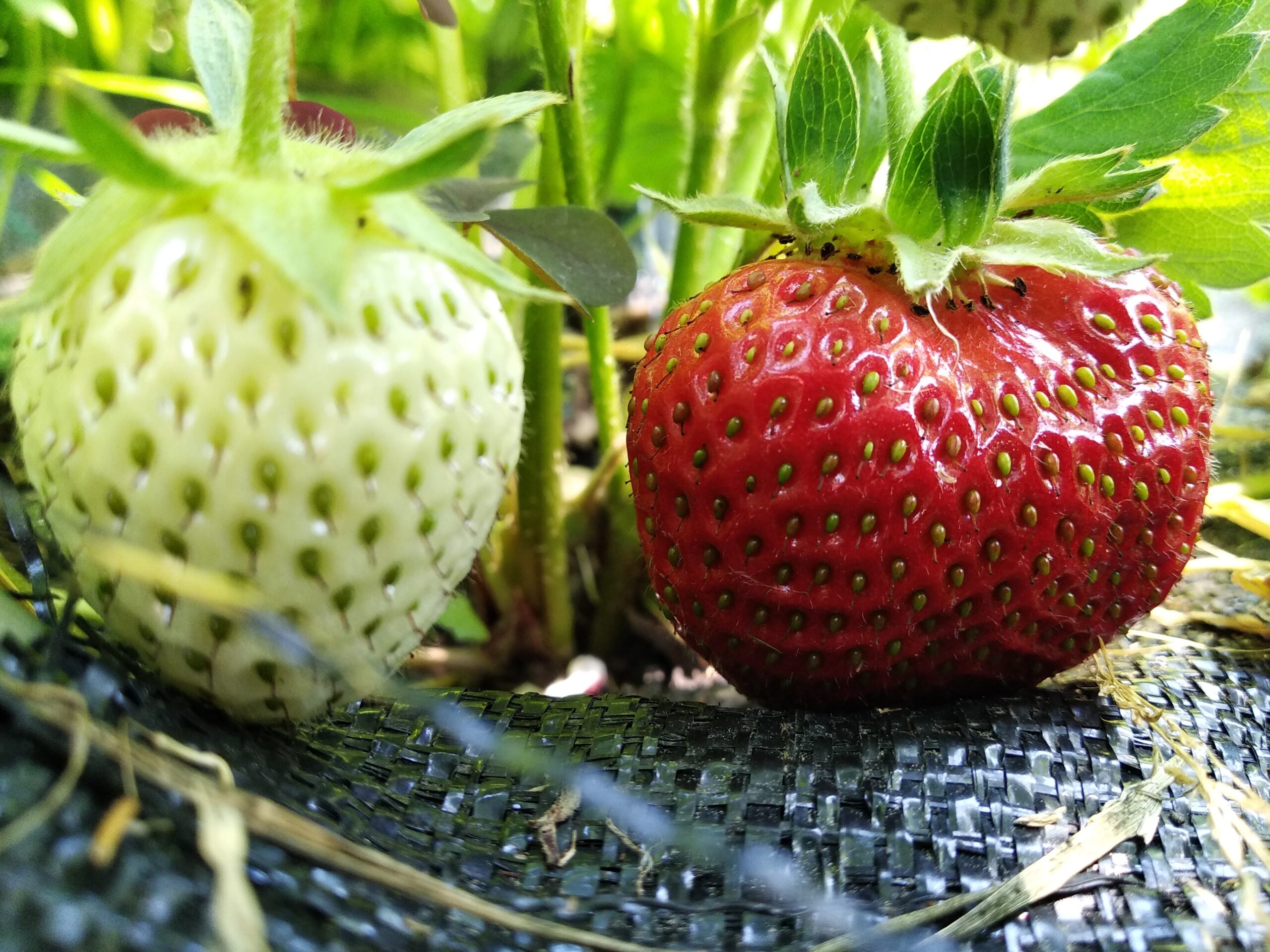 strawberries grow in the garden, growing fruits and berries in his garden. green and red strawberries, ripening season. homemade products, vegan, raw.