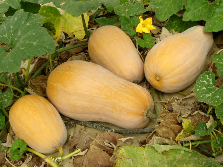 Butternut winter squashes