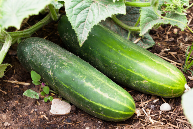 Cucumbers in garden