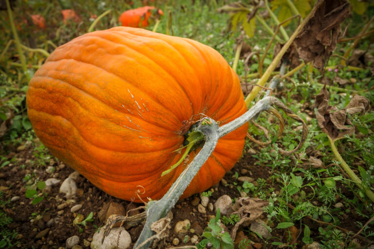 Harvested pumpkin