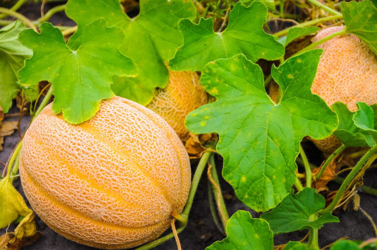 Cantaloupes near harvest