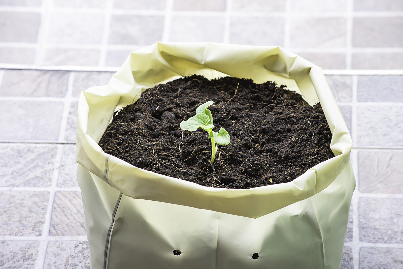 Melon in grow bag