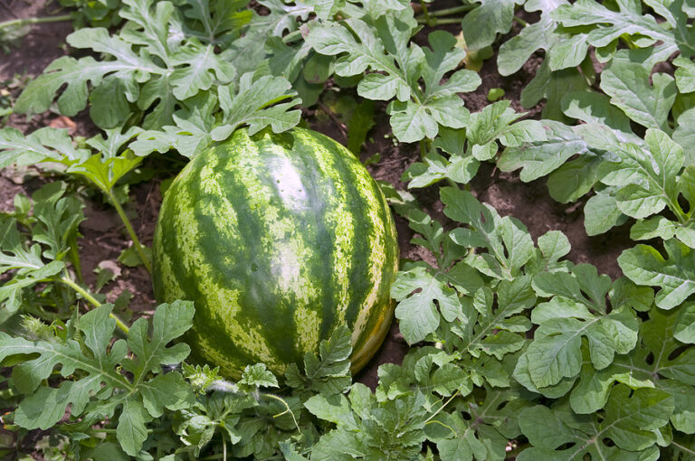 Watermelon in garden