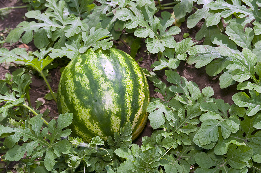 Watermelon in garden