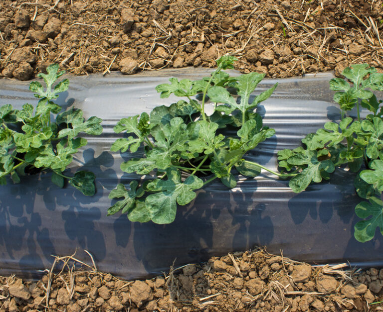 Melons planted on raised row