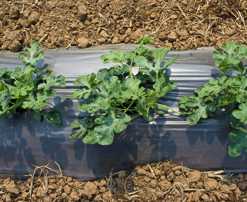 Melons planted on raised row