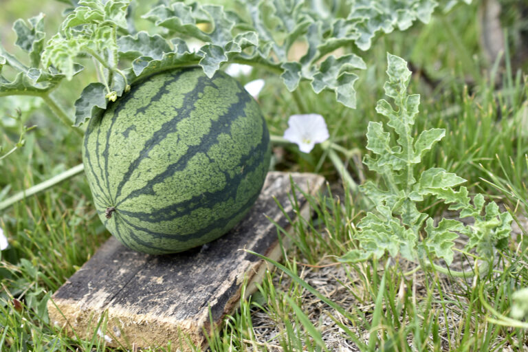 Watermelon