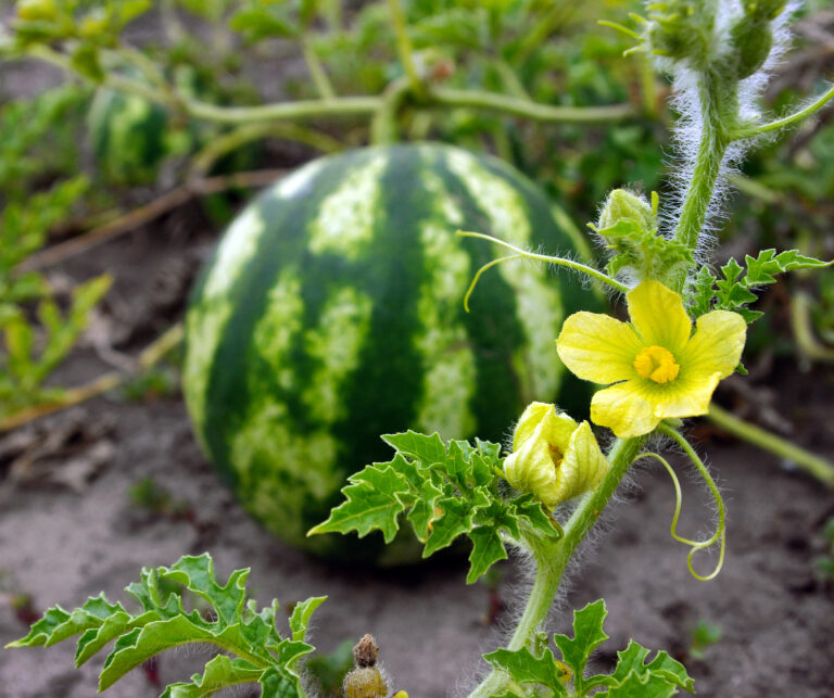 Watermelon