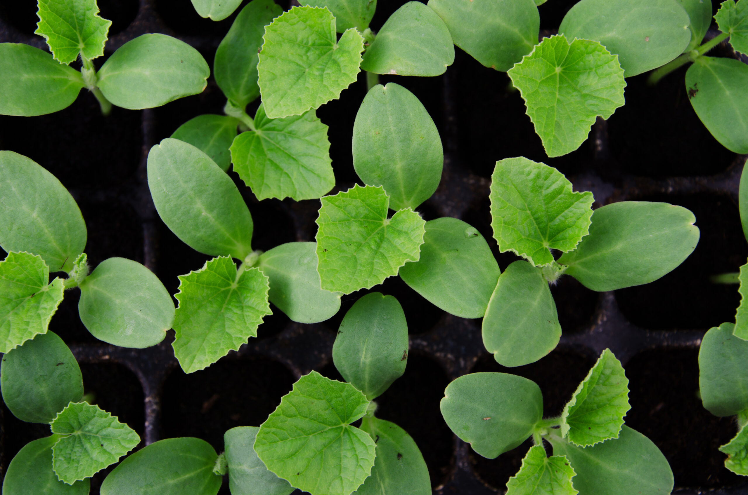 Melon seedlings