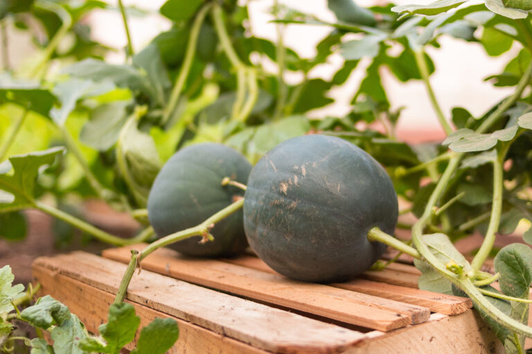 Watermelons