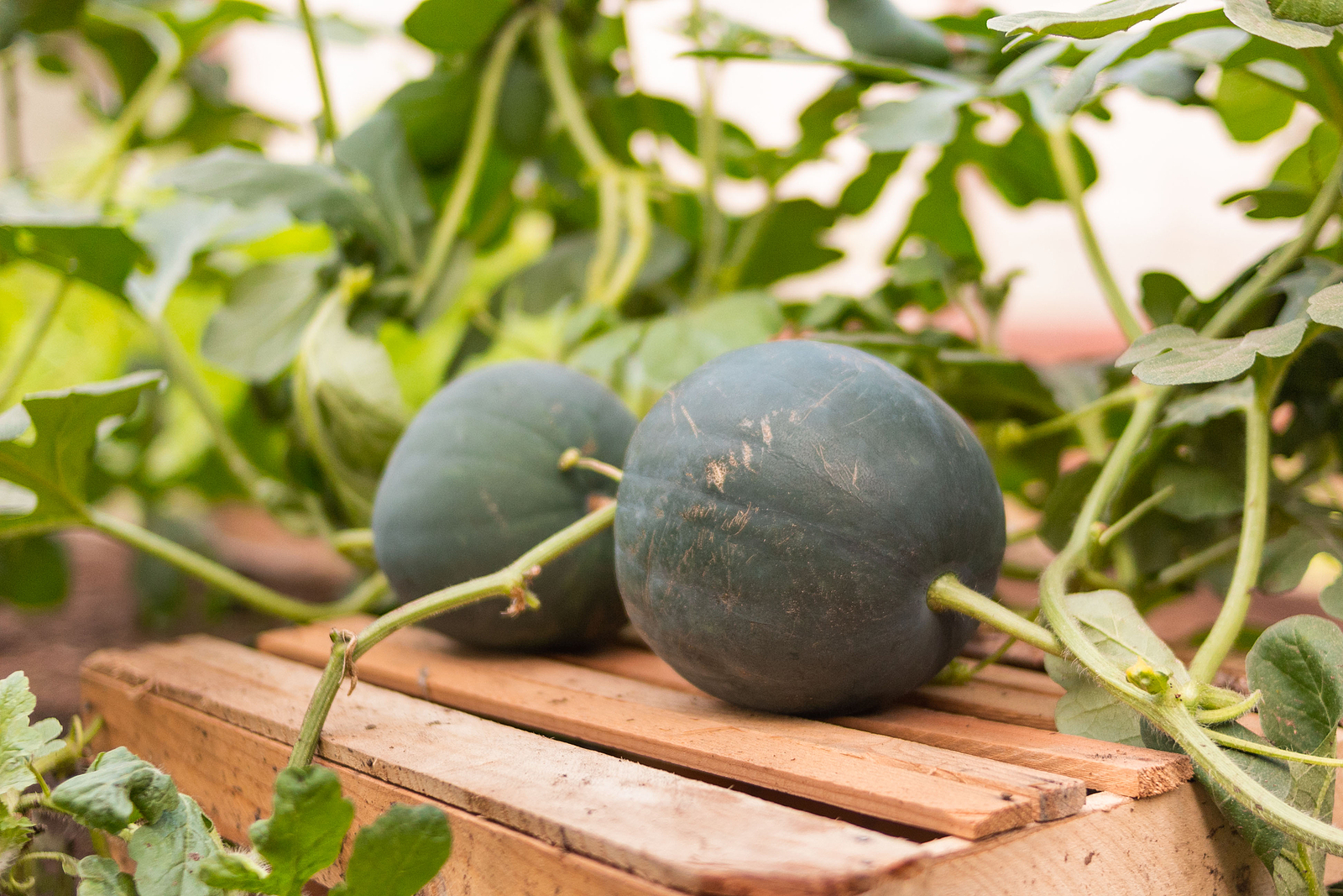 Watermelons