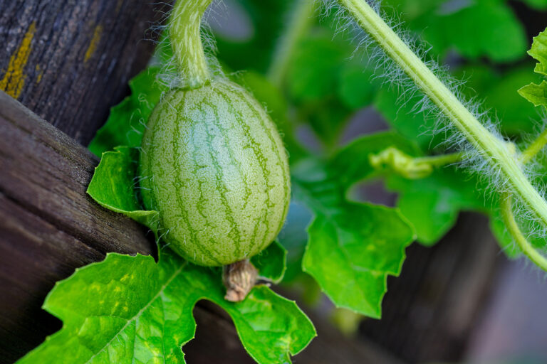 Young watermelon