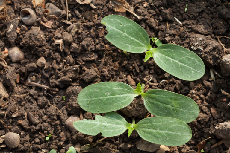 Melon seedlings