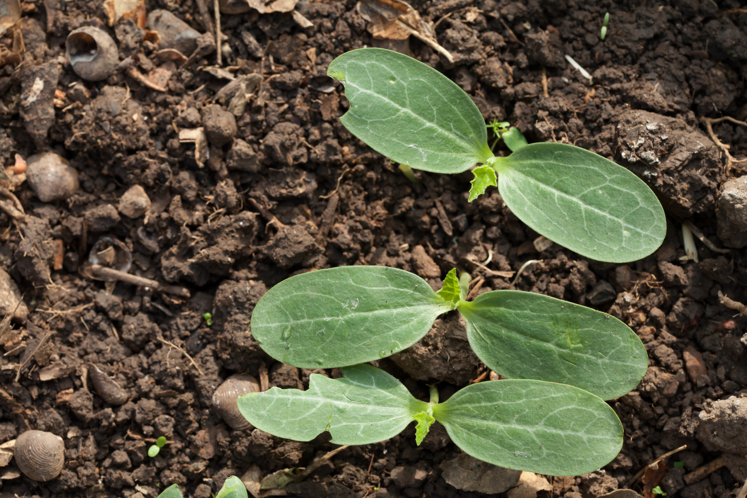 Melon seedlings