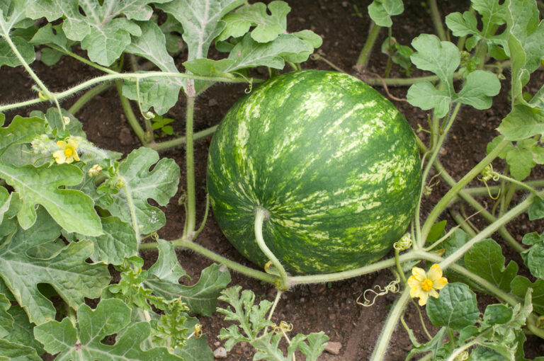 Watermelon in garden