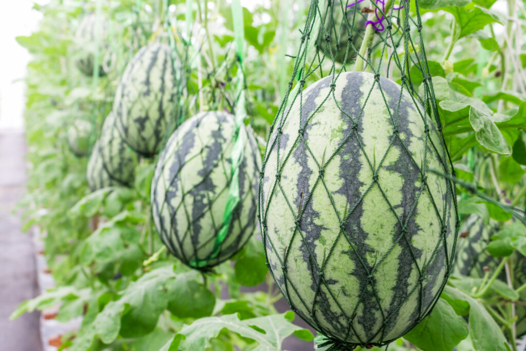 Watermelon in a sling