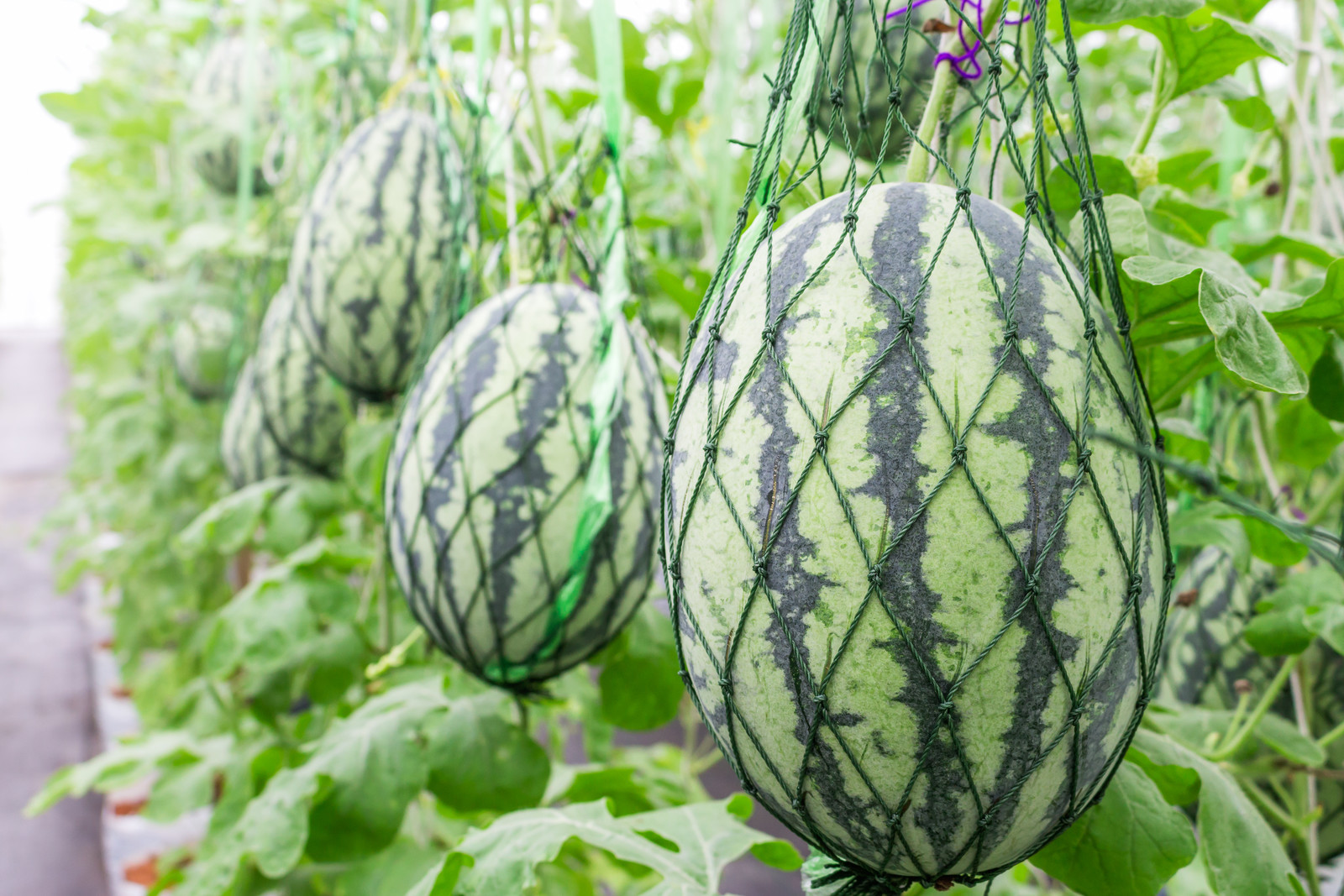Watermelon in a sling