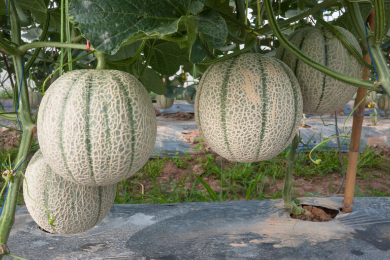 Cantaloupe on trellis