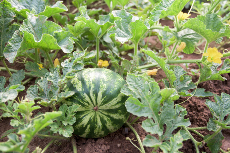 Watermelon