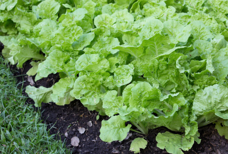 Lettuce for fall harvest