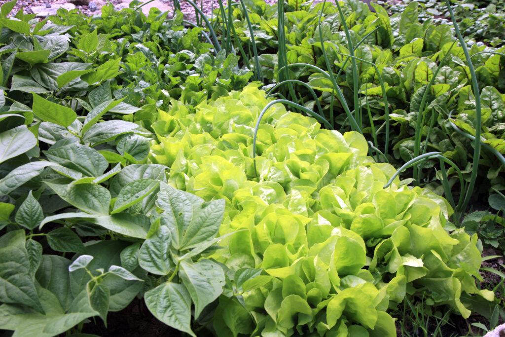 Lettuce between beets and onions