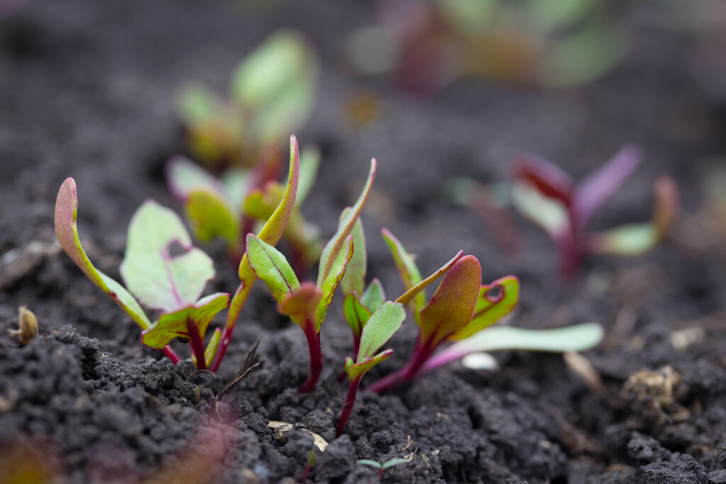 Beet seedlings