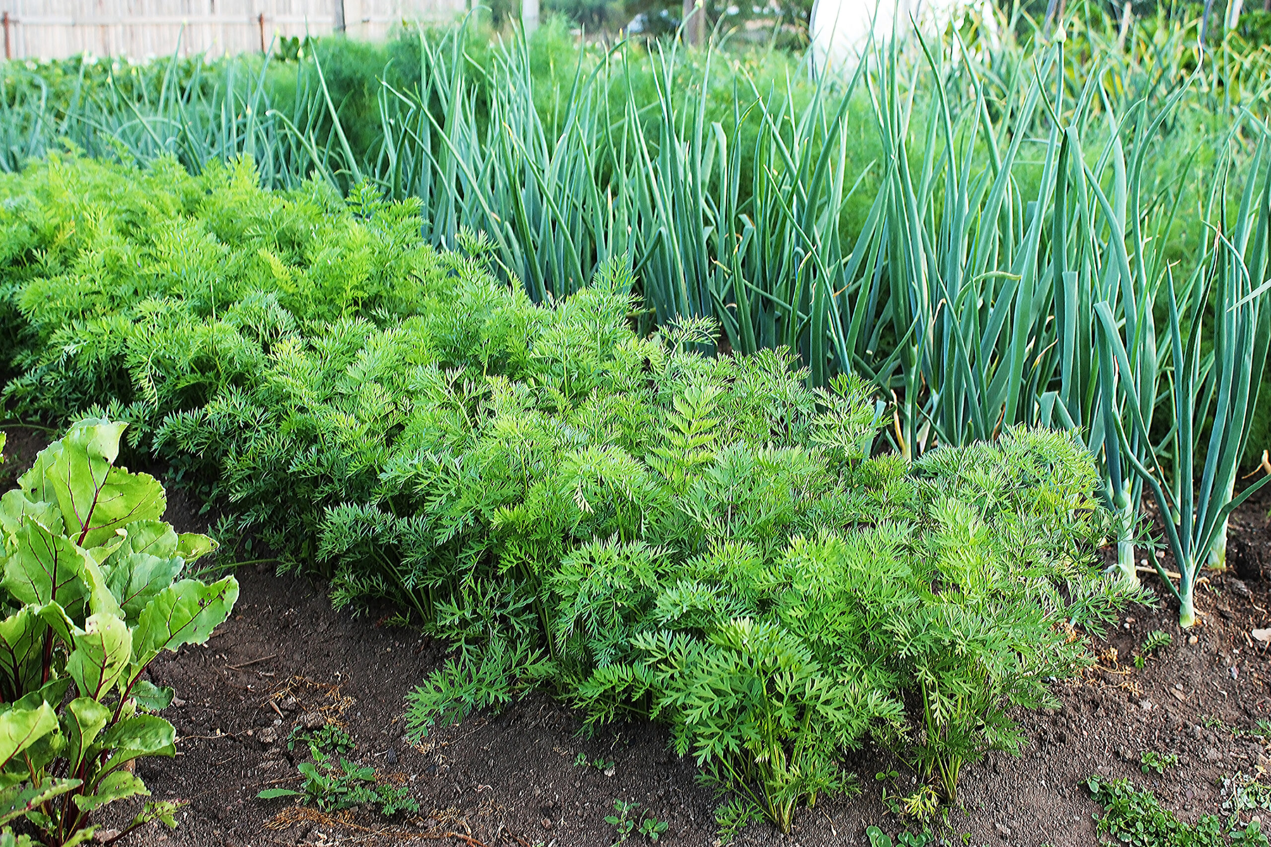 Beets, carrots, and onions