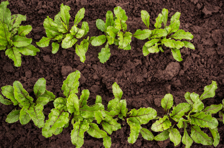 Beets thinned for root growth