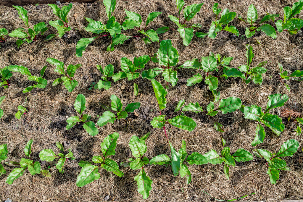 Beets in rows