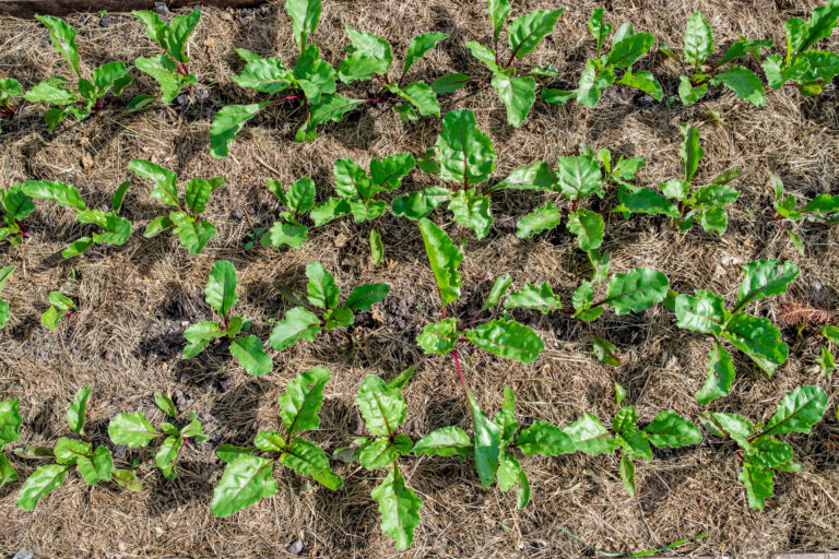 Beets in rows