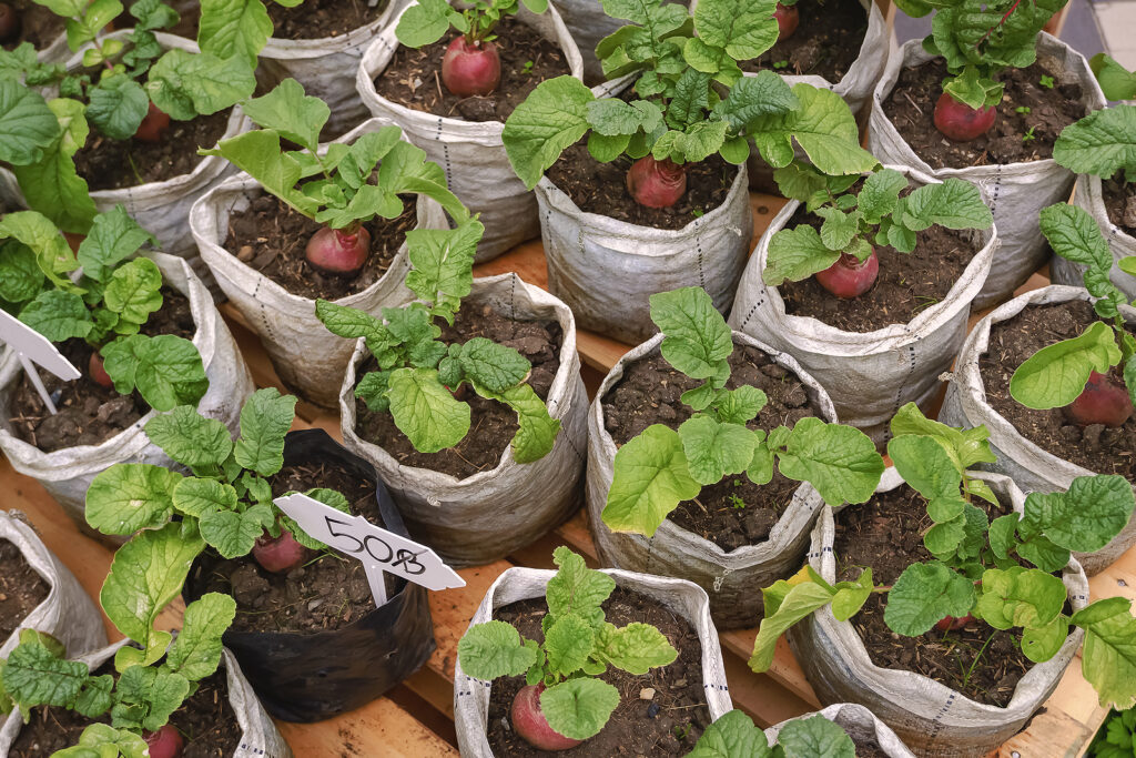 Beets in grow bags