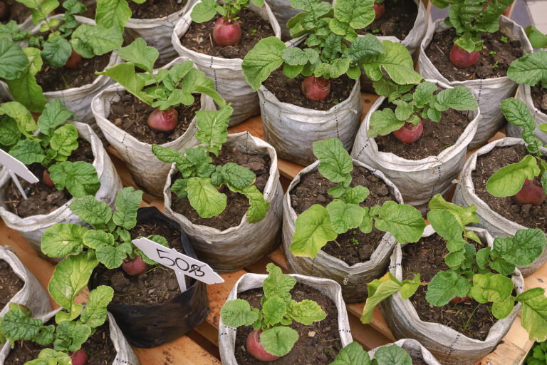 Beets in grow bags