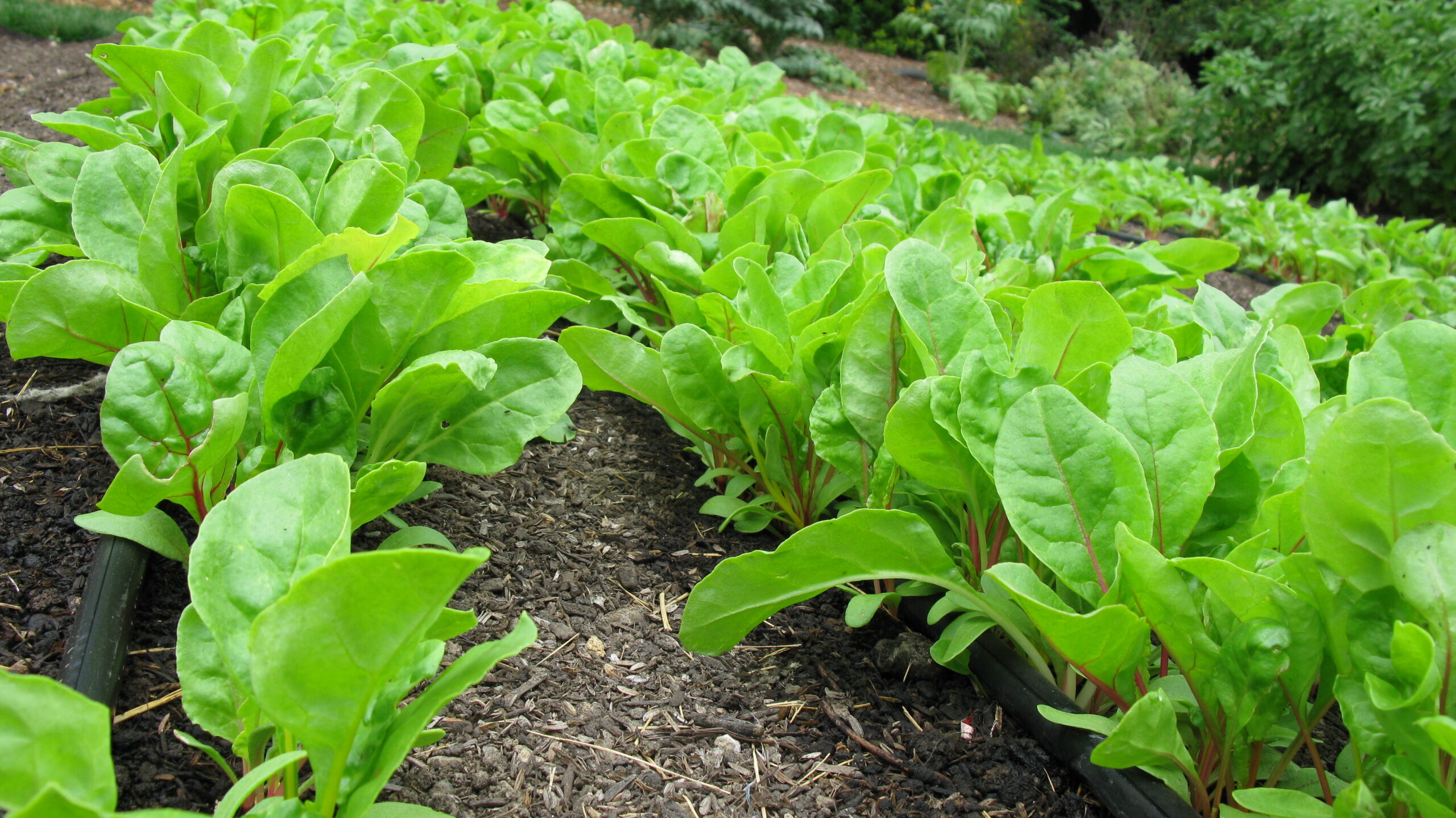 Early season beets