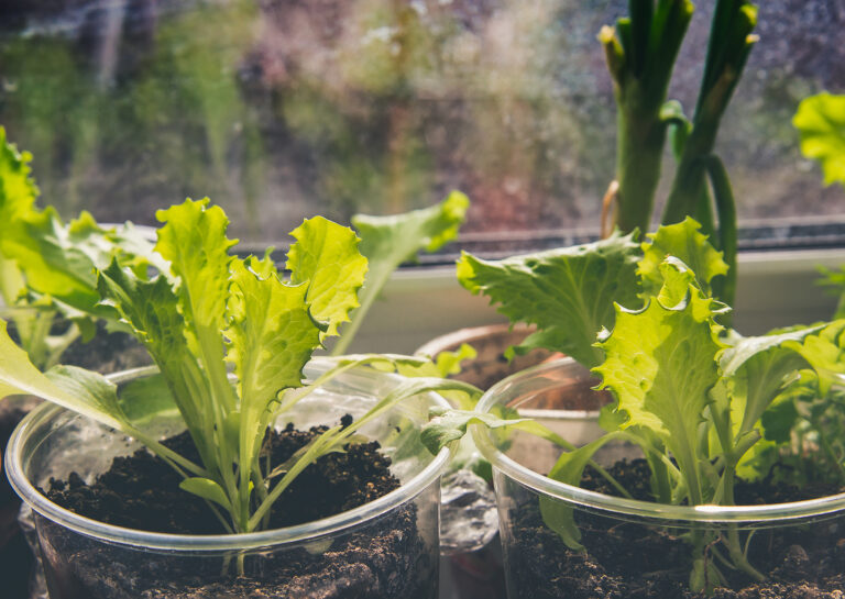 Lettuce in pots