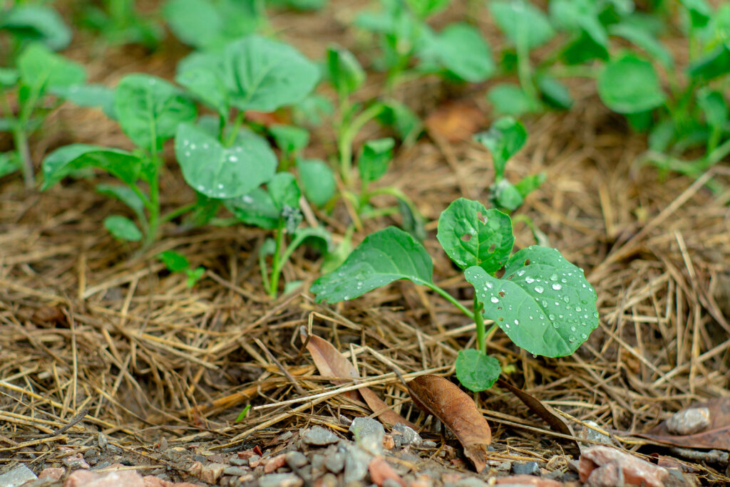 Broccoli seedlings in garden