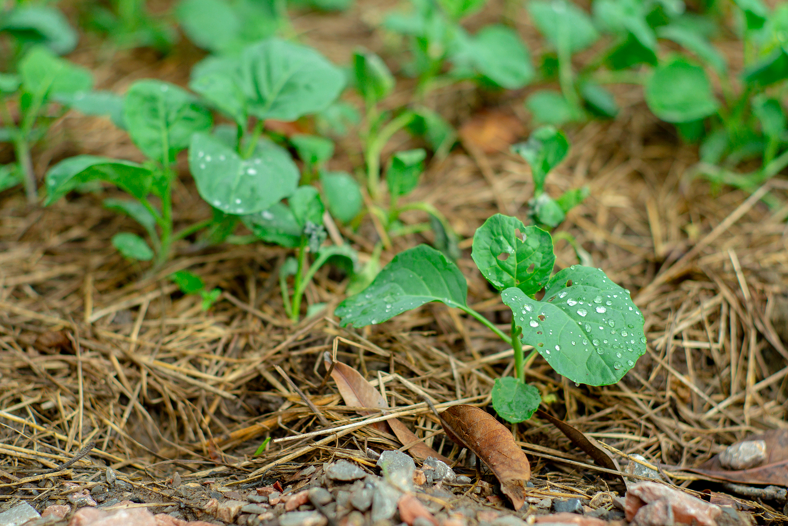 Broccoli seedlings in garden