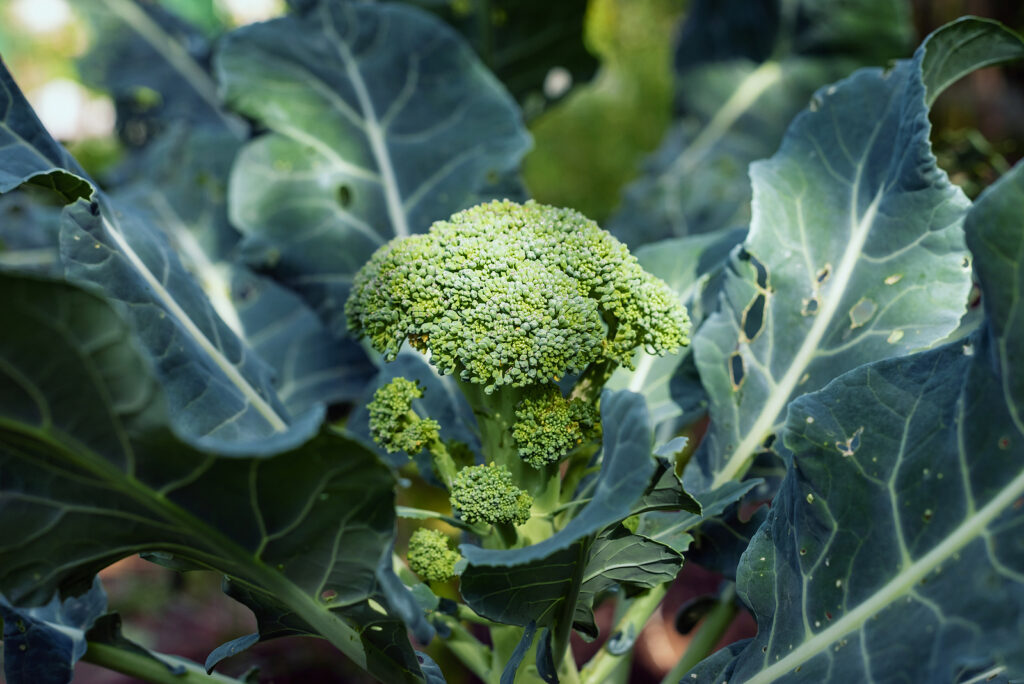 Tight broccoli head