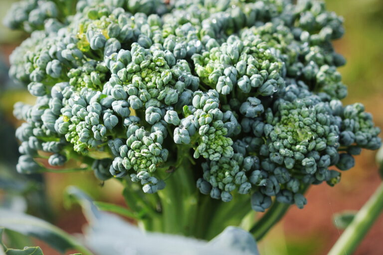 Harvested broccoli