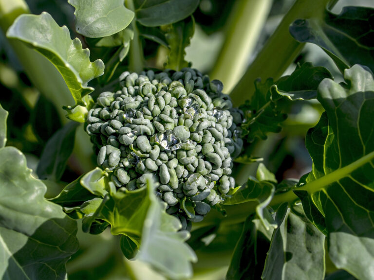 Broccoli head