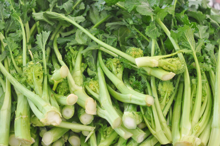 Broccoli raab harvested