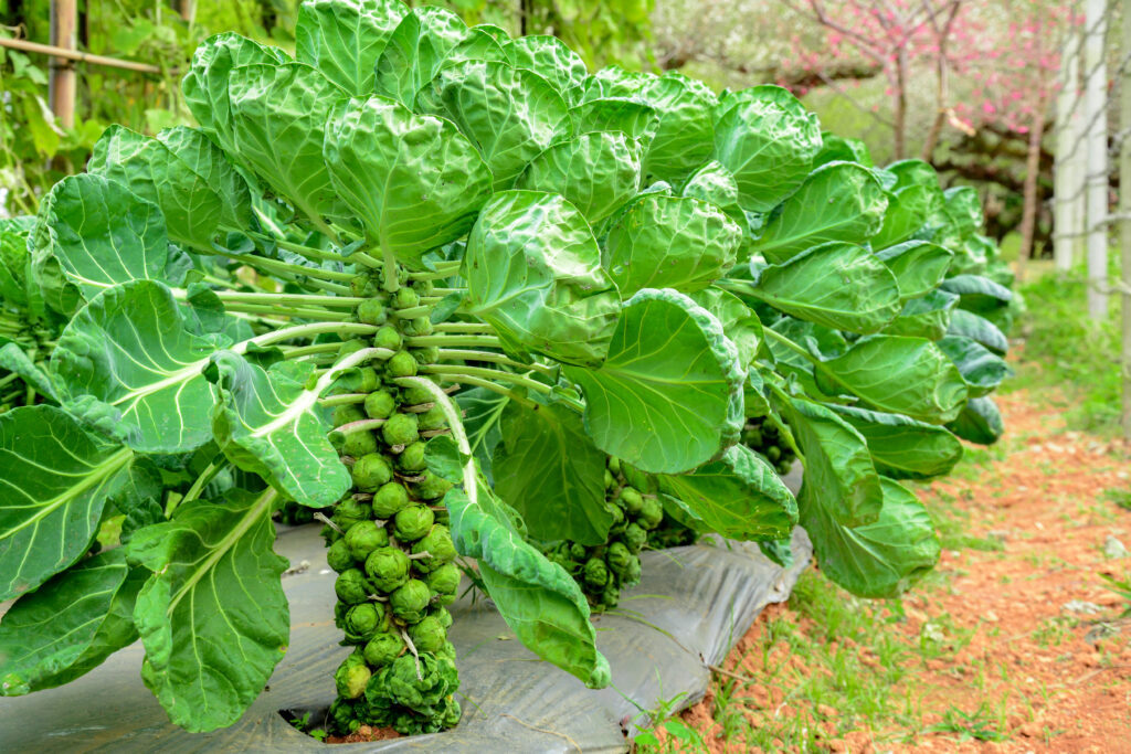 Brussels sprouts ready for harvest