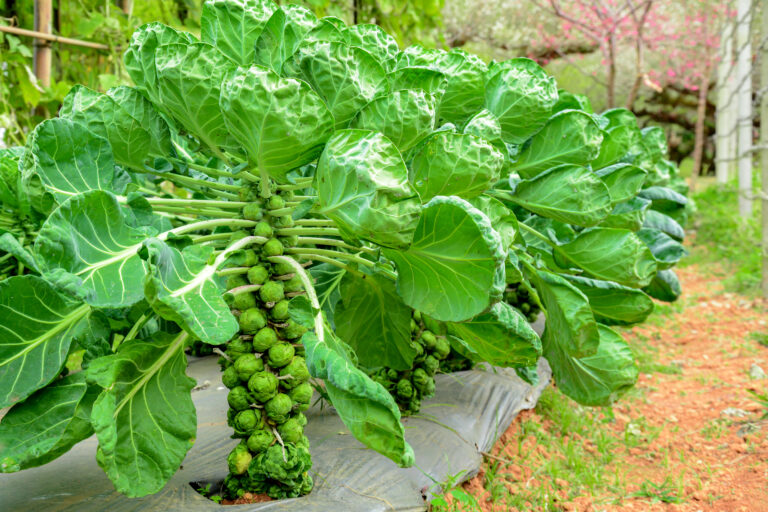Brussels sprouts ready for harvest