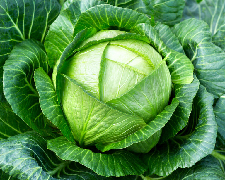Cabbage head